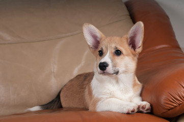 Pembroke Welsh Corgi