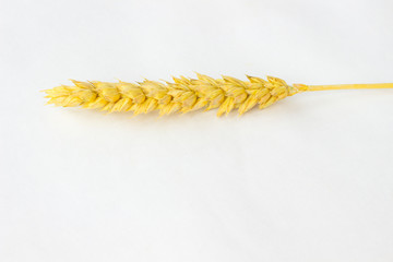 One spike of wheat on  white background.