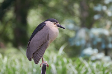 Black-crowned Night Heron