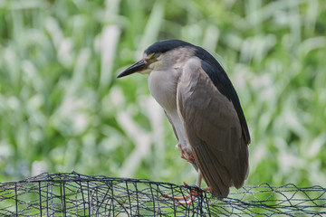 Black-crowned Night Heron