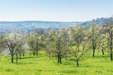 Fototapeta na wymiar Obstbaumwiese im Frühling - Kirschblüte - im Hintergrund Stiftskirche von Herrenberg
