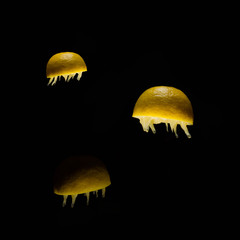 Group of fresh lemon cut on glasses table jellyfish