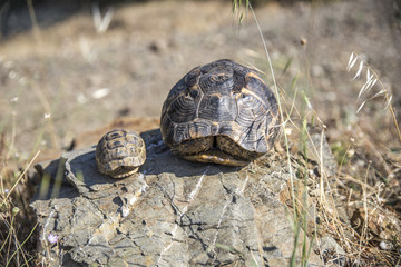 mountain turtles