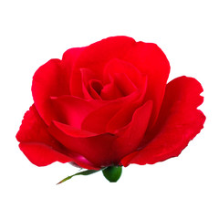 Close-up of beautiful red rose on a white background.