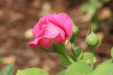 Pink Rosebud