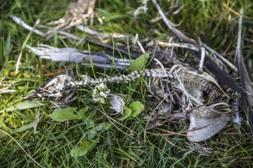 Bird Skeleton 