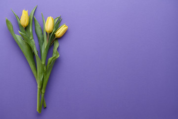 Spring yellow tulips on purple background, top view