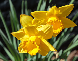 Daffodil Study 2
