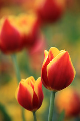 Rotgelbe Tulpen im Garten