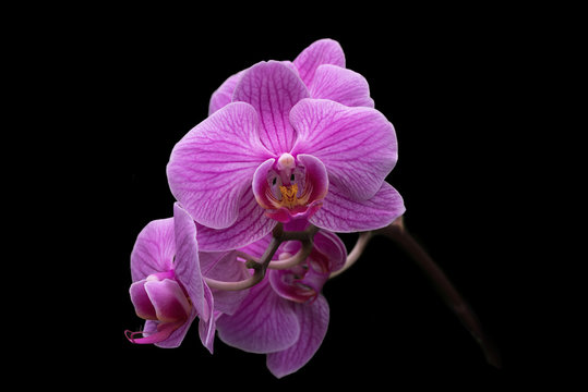 This image shows a cluster of Moth Orchids isolated against black.