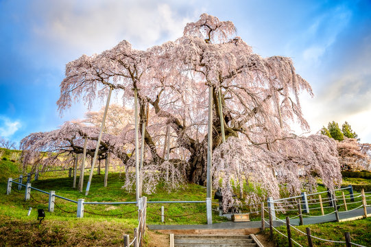 Ancient cherry tree in blossom, Miharu no Takizakura, Fukushima
