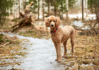 Standard poodle standing on icy forest path in springtime