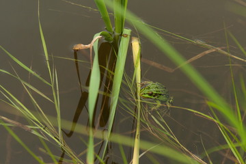 Green frog emerging from the water