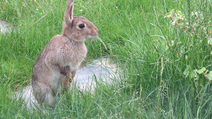 rabbit