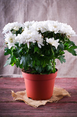 White Chrysanthemum in flower pot on wooden backround