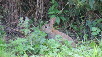 rabbit