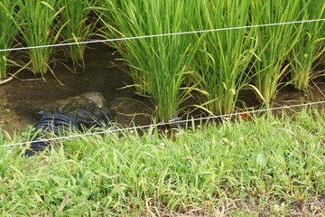 rice plantation detail