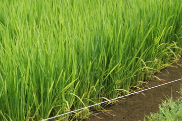 rice plantation detail