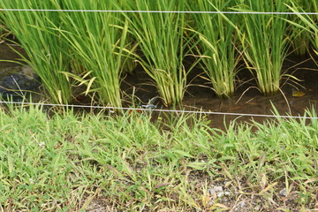 rice plantation detail