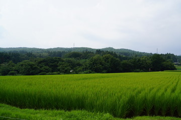 rice plantation detail