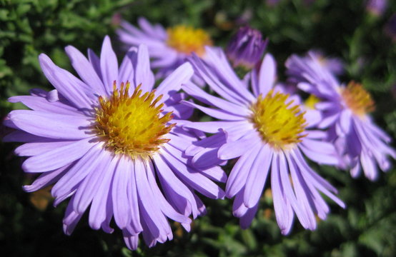 Beautiful bushy aster flower in a natural garden environment - sunny bright scene