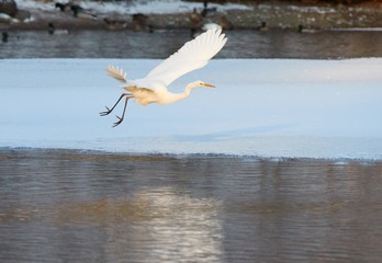 Fototapeta na wymiar Great Egret flying over frozen river in sunlight in the winter