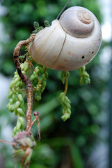 Cream snail on a small branch