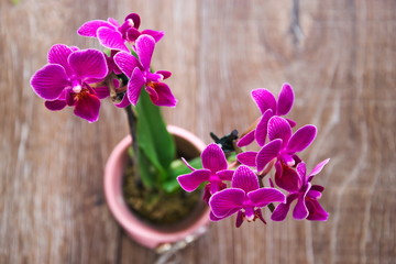 Purple orchid flower on a wooden background