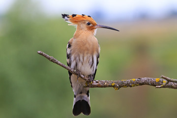 Bird King Solomon