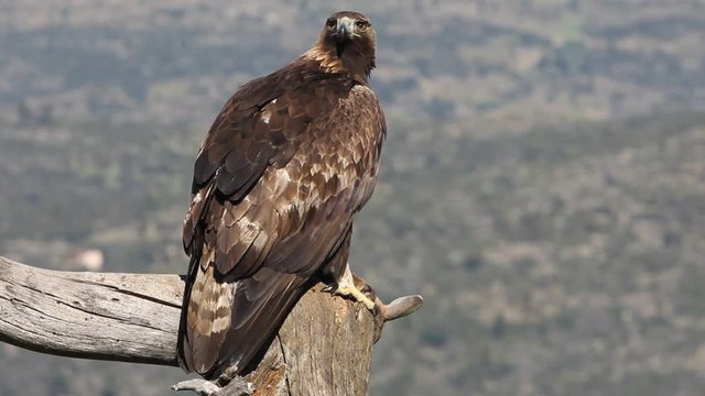 Adult Male of Golden Eagle in &Aacute;vila. Spain