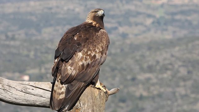 Adult Male of Golden Eagle in &Aacute;vila. Spain