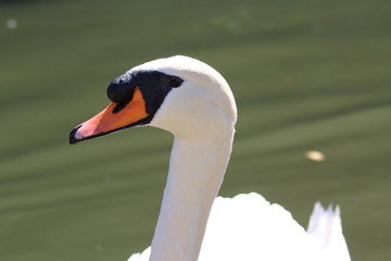 Obraz premium Swan pond