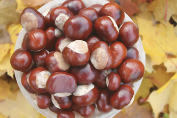 Horse-chestnuts in the autumn garden