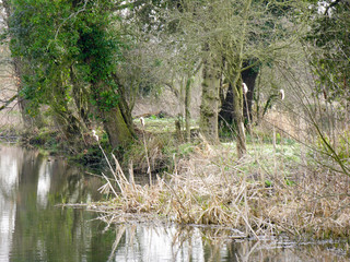 Flatford Mill Reeds