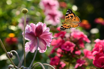 Schmetterling 303