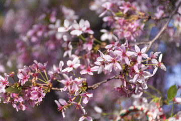Spring almond blossoms, pink flowers on a blue sky background