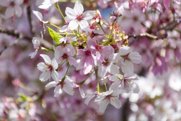 Spring almond blossoms, pink flowers on a blue sky background