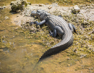 American alligator at Evergaldes National park in florida