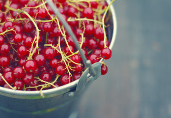 Juicy berries of red currant in an iron small bucket closeup