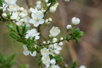 White blossom branch