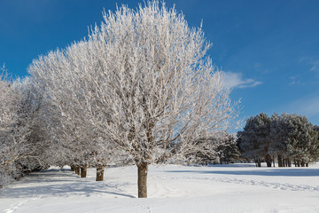 Snow covered maple trees in the winter landscape.