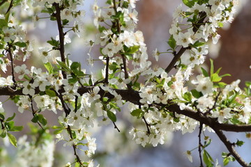 Beautiful white flowers blossom branch