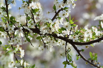 Beautiful white flowers blossom branch
