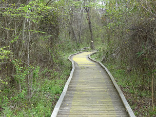 Boardwalk Path into the Swamp