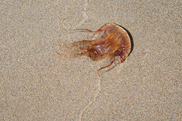 Medusa sobre la arena de la playa / Jellyfish on the sand of the beach