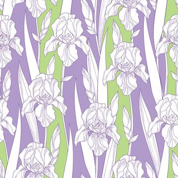 Vector seamless pattern with outline Iris flowers in white, bud and leaves on the green and lilac background. Floral background with ornate Iris in contour style for spring or summer design.
