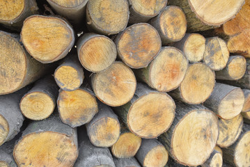 Pile of cut logs background. 