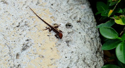 Lizard 