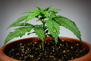 Marijuana plant in flower pot