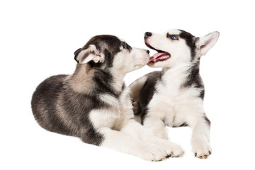 two little cute puppy of Siberian husky dog with blue eyes isolated